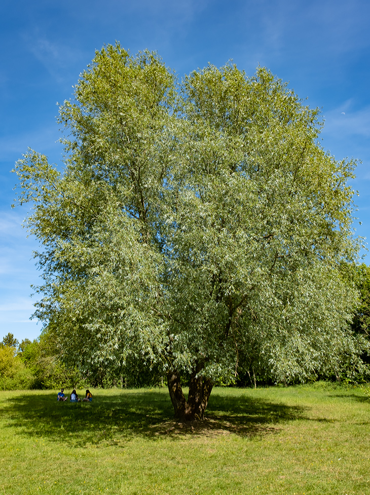 Picnic by the tree